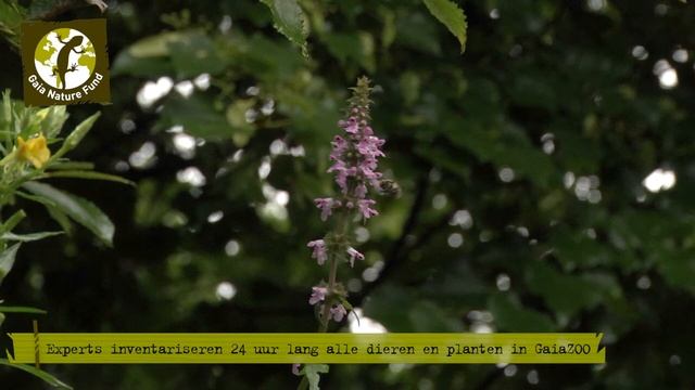 BioBlitz in GaiaZOO!