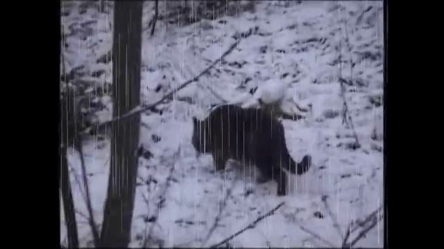 Вышел Васька погулять.Лес. Песня. Вижу милый рядом,он идет,а я одна!