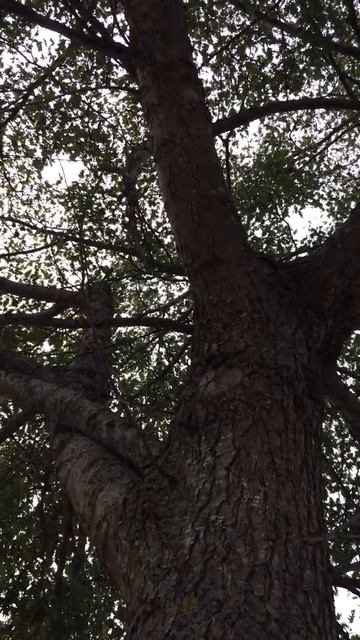 Cut Leaved Alder (Alnus glutinosa Imperialis) - canopy - September 2017