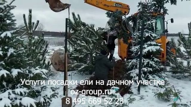 Услуги посадки ели на дачном участке. Выезд Агрономов по Москве и области. Звоните и заказывайте!