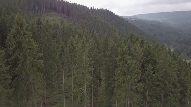 A solitary pine