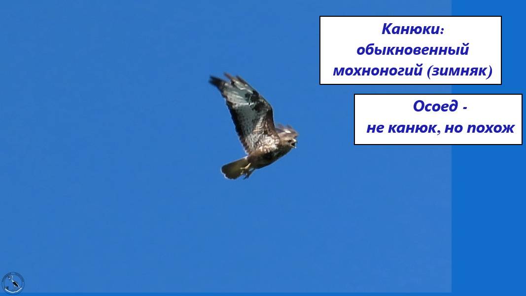 Канюки: обыкновенный (сарыч), зимняк. И хищная птица осоед, очень похожая на канюка