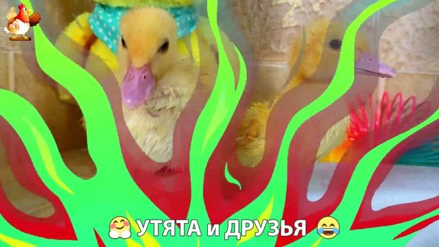 Утята с друзьями – мир нежных эмоций 🤗 эпизод 3
