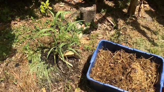 Composting horse manure for the vegetable garden coming up | Plant Nation