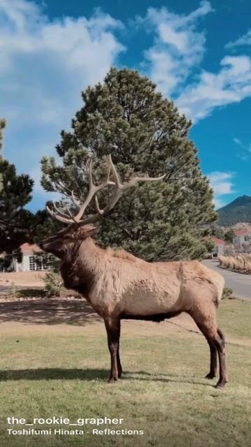 The Majestic Elk