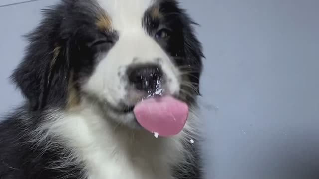 Щенок Австралийской овчарки ( Аусси)