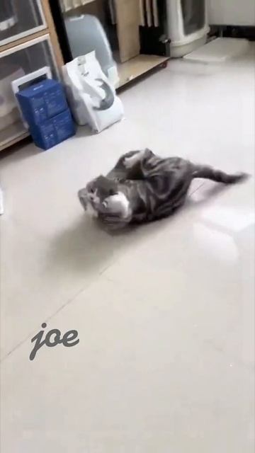 Кот уделал собаку