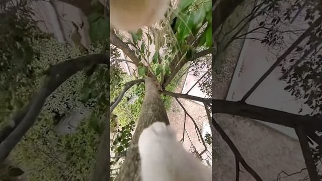 Коты крутая погоня
