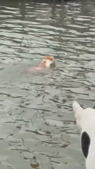 Коты пловцы