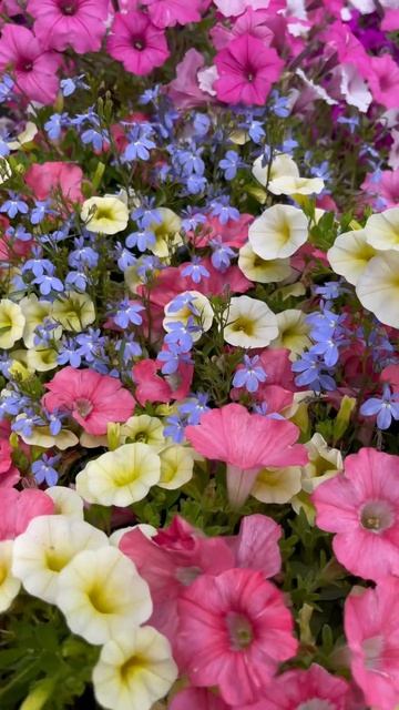 Linda Combinação com petunias e lobelia- cultivando Em USA