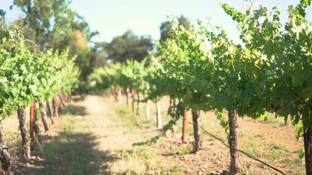 Battuello Vineyards