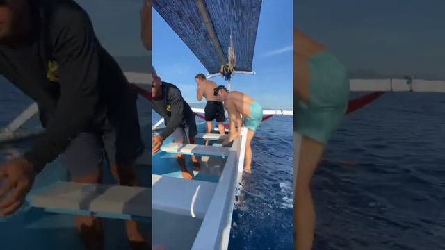 Погоня за дельфинами.