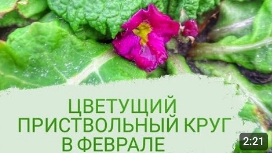ПРИСТВОЛЬНЫЙ КРУГ ЗАЦВЁЛ В ФЕВРАЛЕ. 5.02.2024г. БЕЛАРУСЬ, ГОМЕЛЬСКАЯ ОБЛАСТЬ