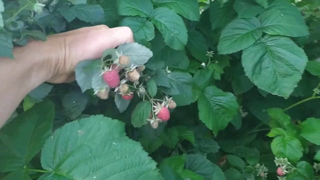 Початок стиглості малини Бабине Літо.