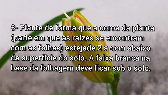 Dicas de como cuidar de um hemerocallis (Lírio de San Juan) #hemerocallis #flores