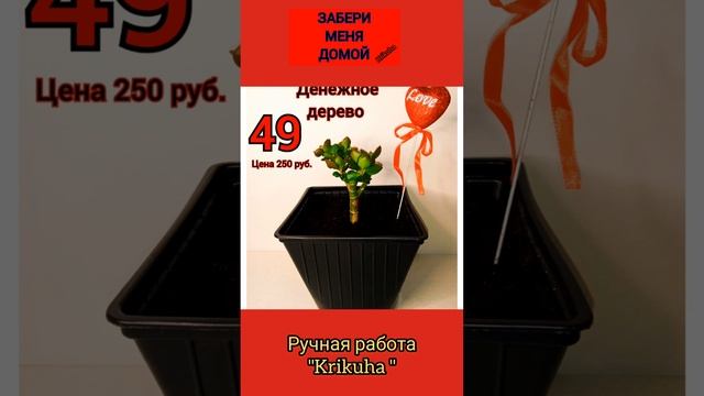 обзор цветов