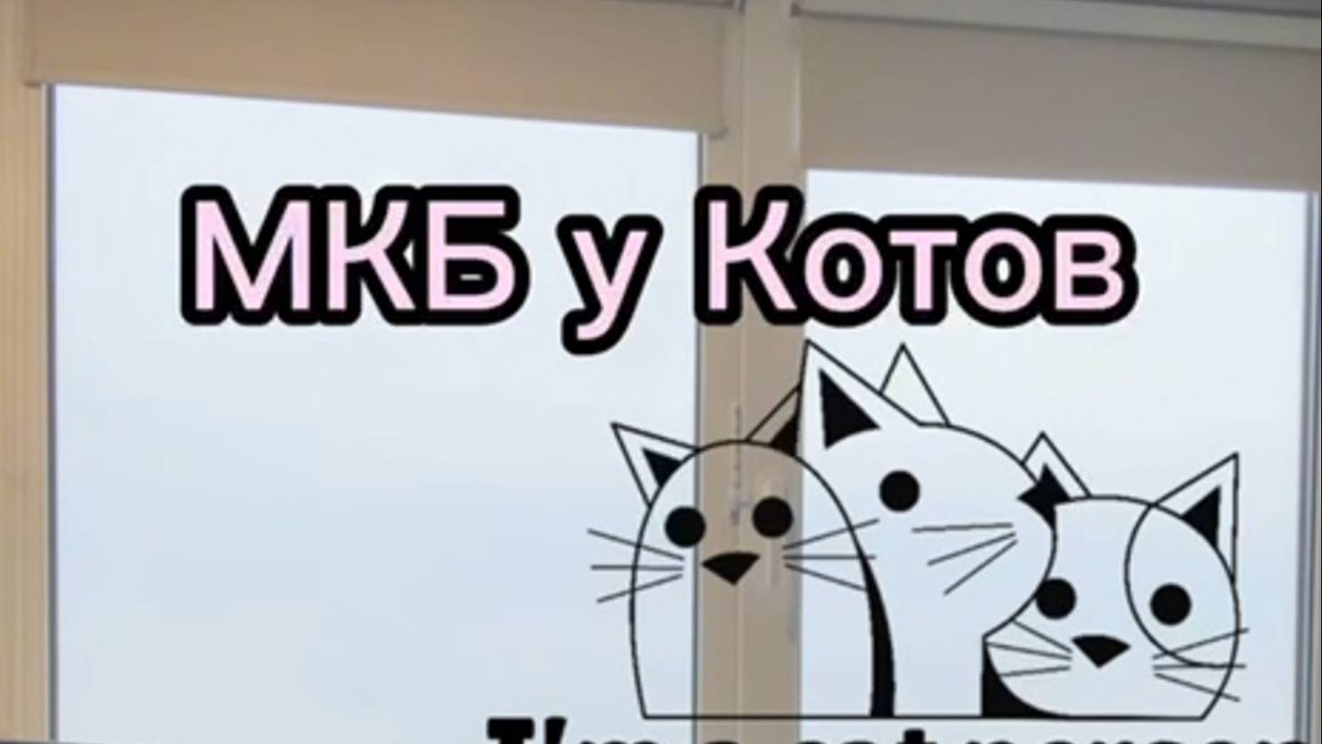 МКБ у Котов. Как лечить.