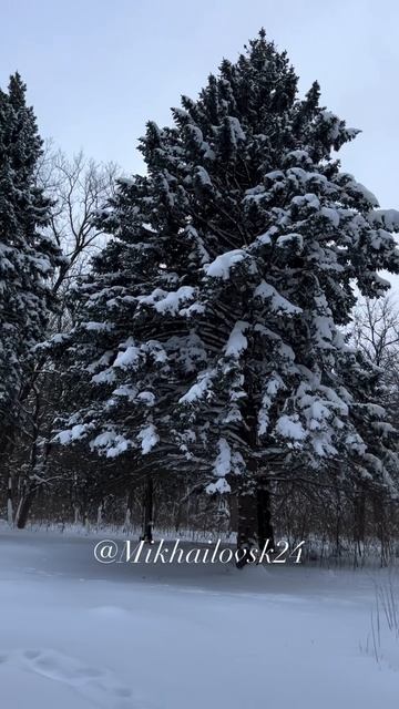 🌲 СНИИСХ, Михайловск ❄️