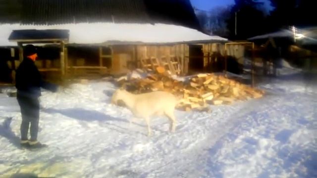 Нападение козы на ребенка.)))