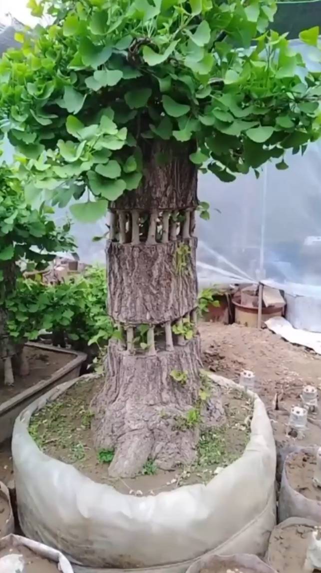 🌳Техника ПРИВИВКИ на самом высоком уровне! #shorts #garden #советы