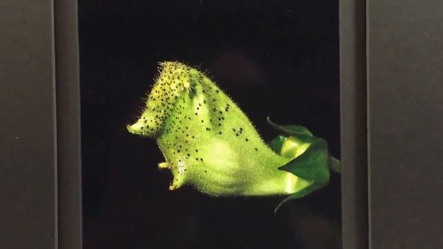 Sinningia brasiliensis photo by Dale Martens