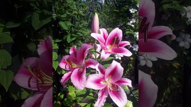 А.ГРЕЧКИН-Сестрёнке.mp4