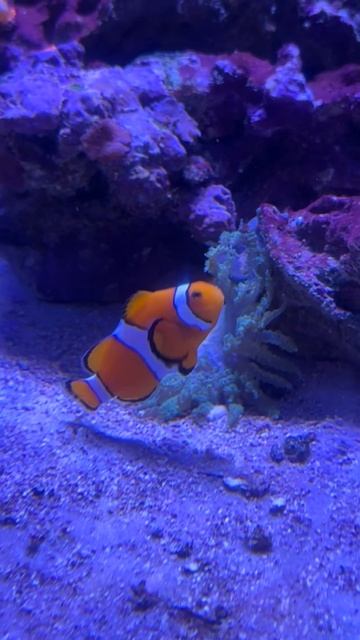 В поисках Немо в Москвариум