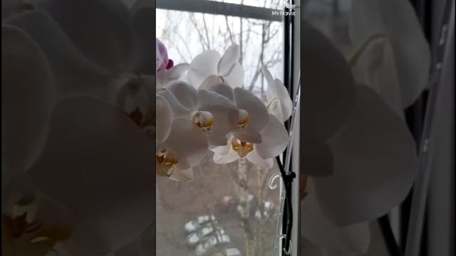 Мой цветущий рай ❤