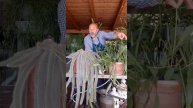 Rhipsalis i altres plantes de penjar.