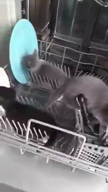 Мы в ВК https://vk.com/life_of_cats