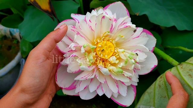 Stunning beauty of rare flowering tricolour lotus/ DaSajin large versicolour lotus / 3 colour lotus