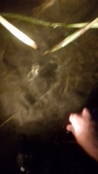 ночная стерлядь на Дону