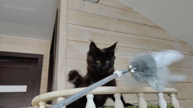 VID20250215144458.mp4