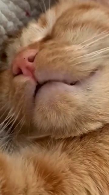 Кот танцует