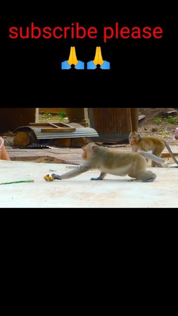 fake snake Frank 🐍 with monkey 🐵😯!! #prank #funny #shorts