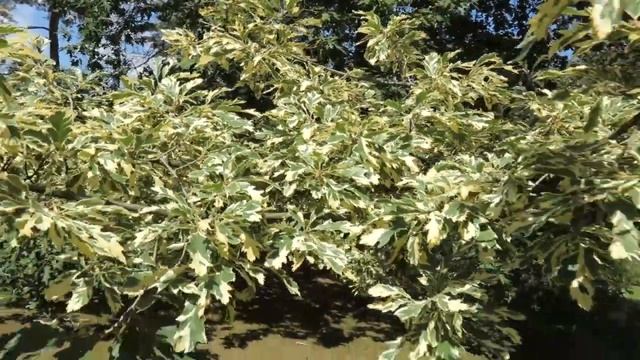 Quercus cerris 'Argenteovariegata' dub slovenský cer