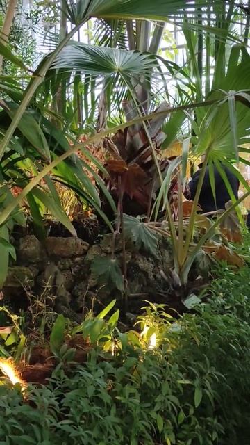 Встретили лето среди зимы🌴❄️🐱