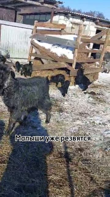 НАС ЗАХВАТИЛА..МИЛОТА😍