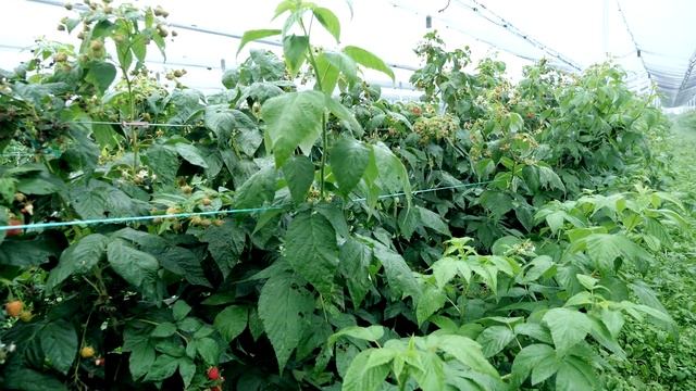 Timac Agro Balkans tehnologija maline kod Milene Jocić Mačvanski Prnjavor