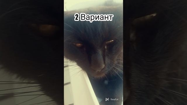 как нужно воспитывать своих животных