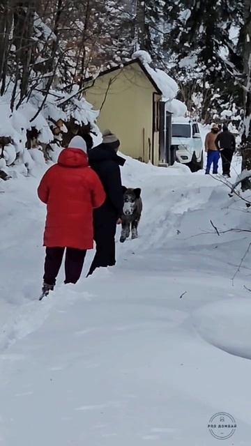 Домбай | Кабан на тропе, 20.02.2025