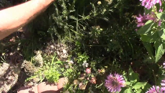 How We Deadhead Yarrow the Quick Way.