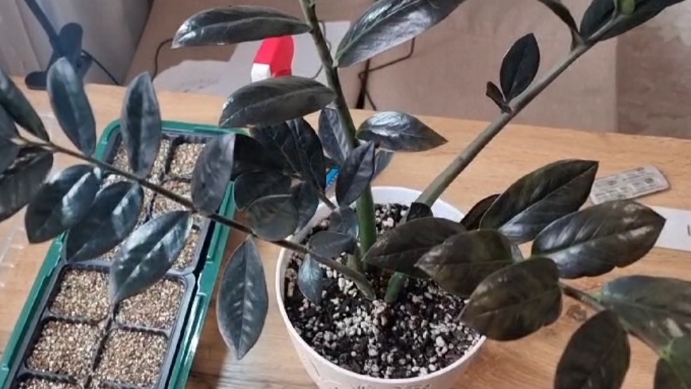 Замиакулькас.Один из способов размножения!