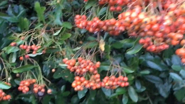 Pyracantha ou buisson ardent Epineux et baies allument le feu