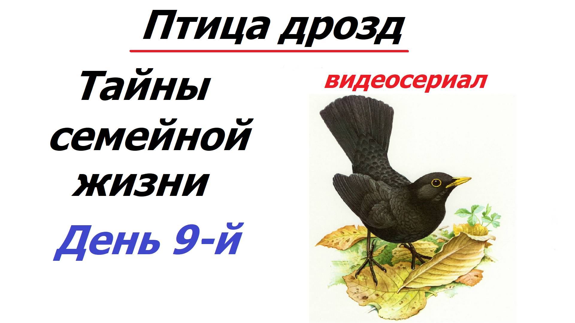 История одной птичьей семьи. День 9-й. Сериал