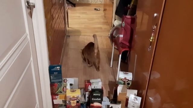 Кот и коробки