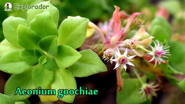 Las mejores especies de Aeonium  para tu jardin ¡Seguro que conoces más de una!