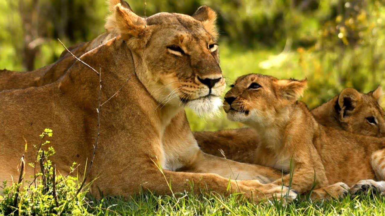 🦁 УМИЛИТЕЛЬНЫЕ МОМЕНТЫ ЛЬВИНОЙ СЕМЬИ из Масаи Мара! Игры и Уход за львенками!