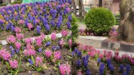 А в Геленджике все цветёт!