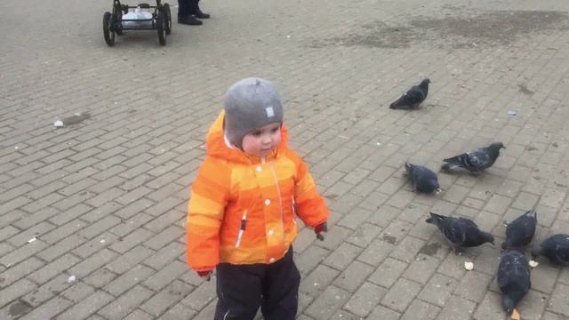 кормление голубей